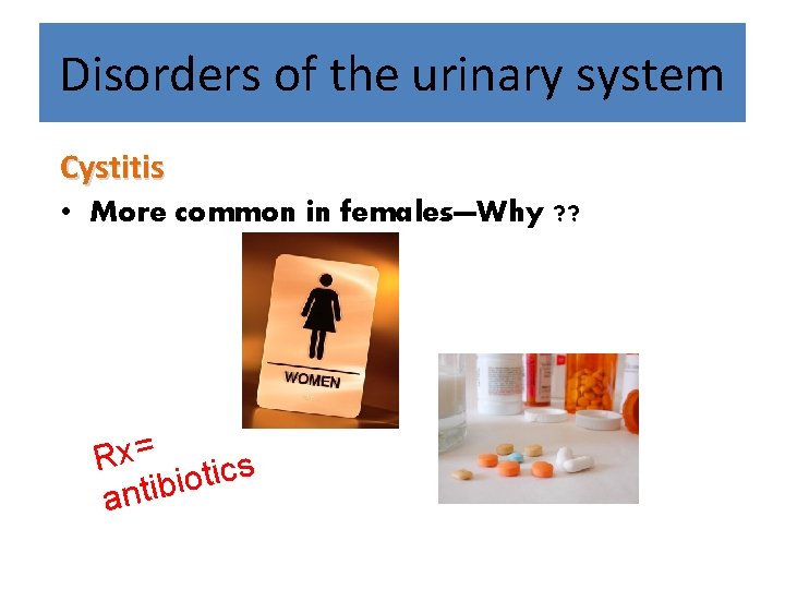 Disorders of the urinary system Cystitis • More common in females—Why ? ? Rx=