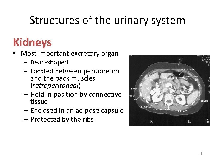 Structures of the urinary system Kidneys • Most important excretory organ – Bean-shaped –