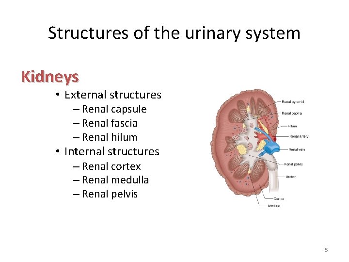 Structures of the urinary system Kidneys • External structures – Renal capsule – Renal