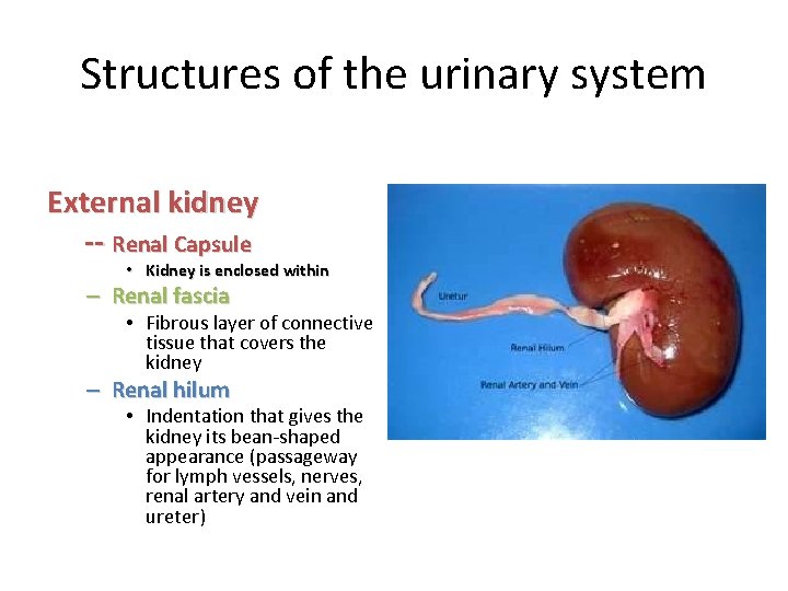 Structures of the urinary system External kidney -- Renal Capsule • Kidney is enclosed