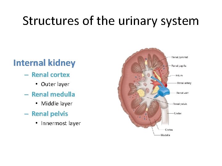 Structures of the urinary system Internal kidney – Renal cortex • Outer layer –