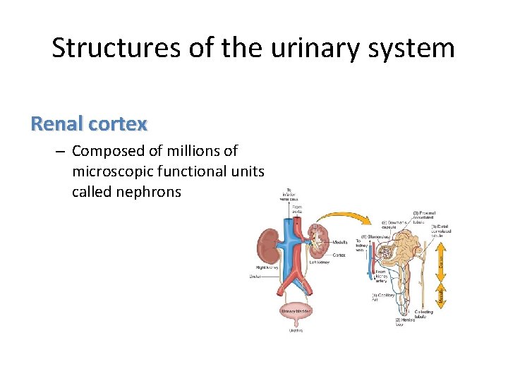 Structures of the urinary system Renal cortex – Composed of millions of microscopic functional