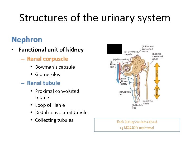 Structures of the urinary system Nephron • Functional unit of kidney – Renal corpuscle