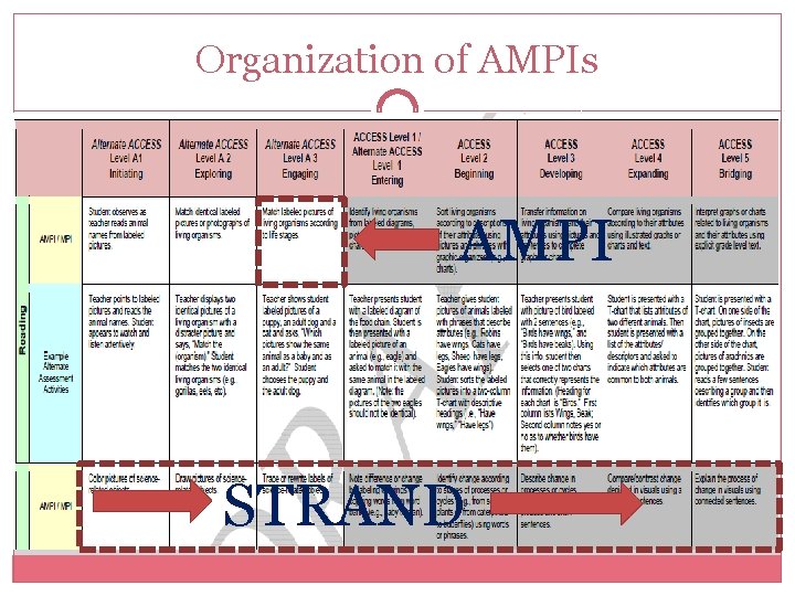 Organization of AMPIs AMPI STRAND 