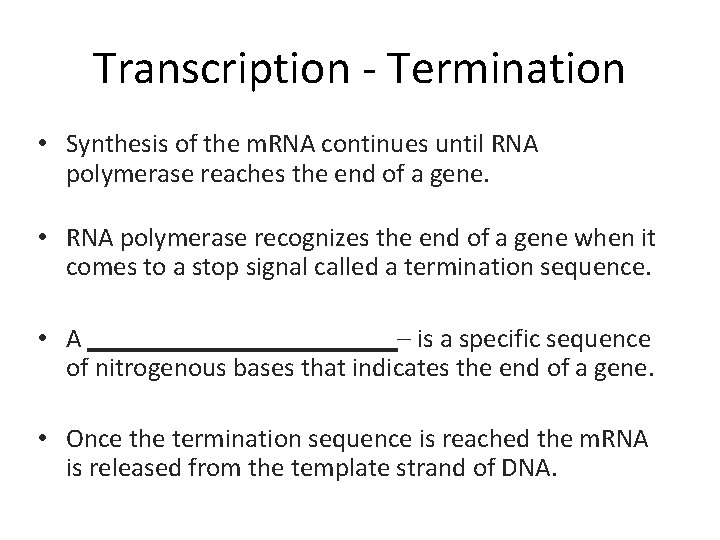 Transcription - Termination • Synthesis of the m. RNA continues until RNA polymerase reaches
