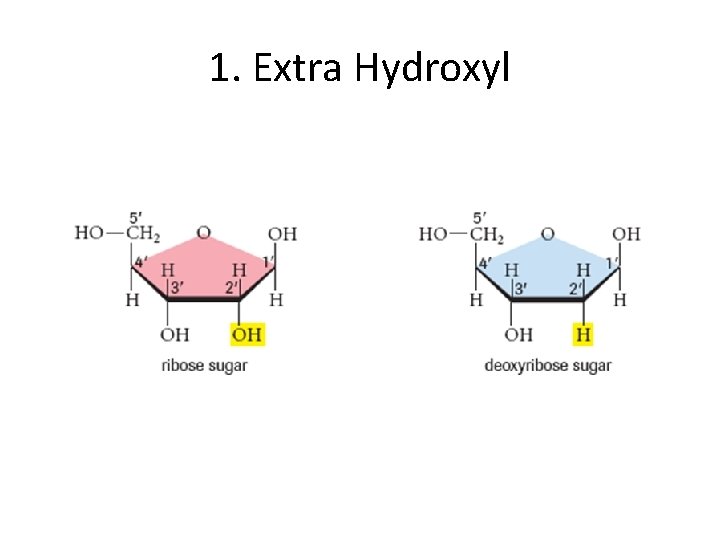 1. Extra Hydroxyl 