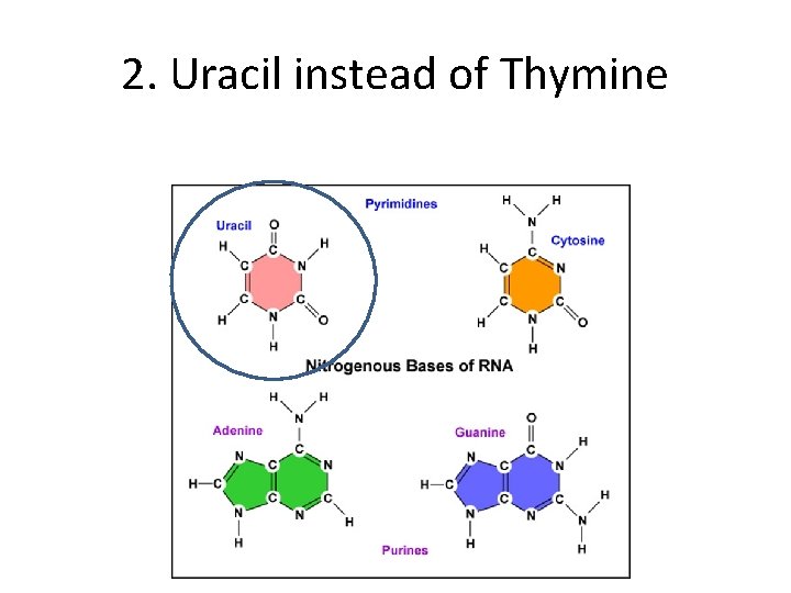 2. Uracil instead of Thymine 