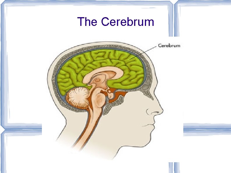 The Cerebrum 