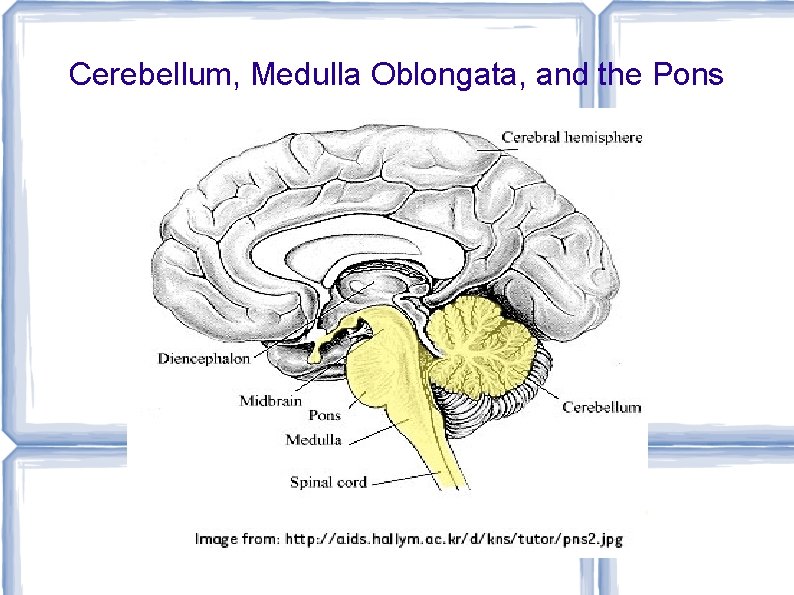 Cerebellum, Medulla Oblongata, and the Pons 