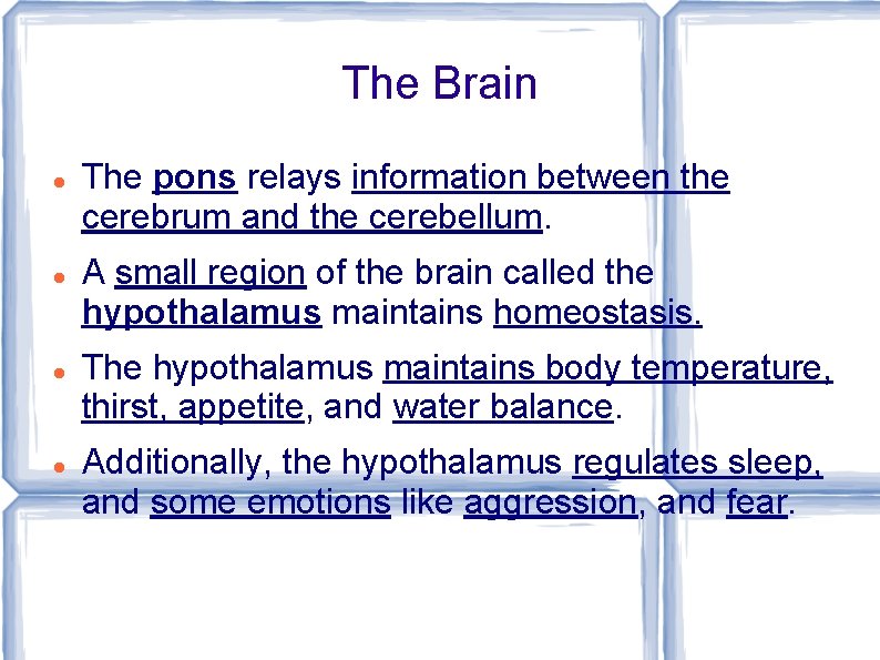 The Brain The pons relays information between the cerebrum and the cerebellum. A small