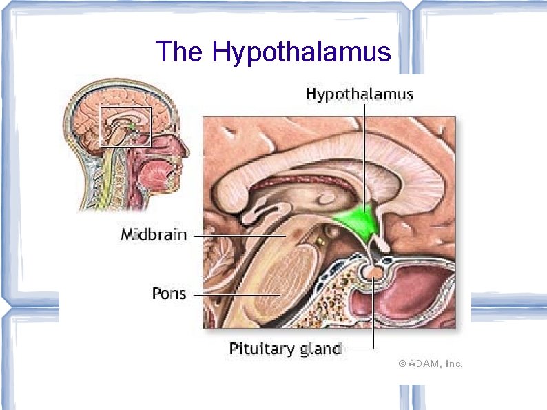 The Hypothalamus 