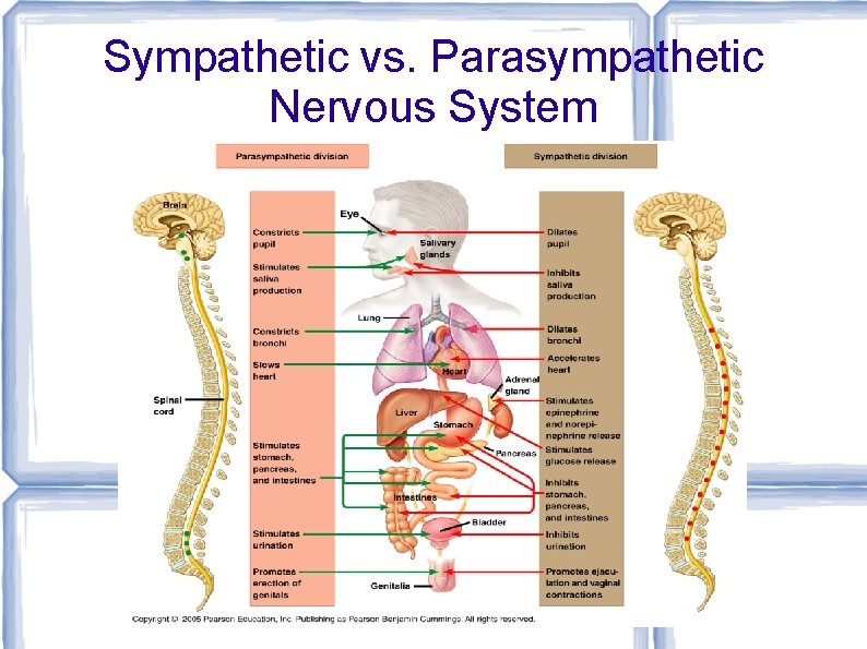 Sympathetic vs. Parasympathetic Nervous System 