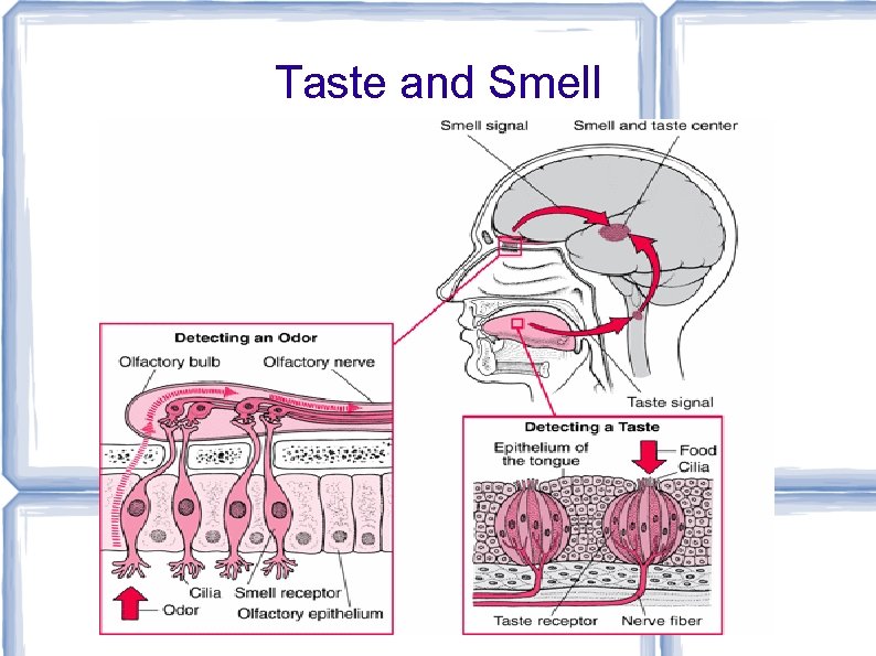 Taste and Smell 