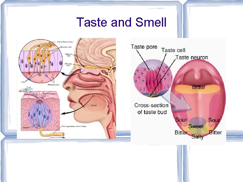 Taste and Smell 