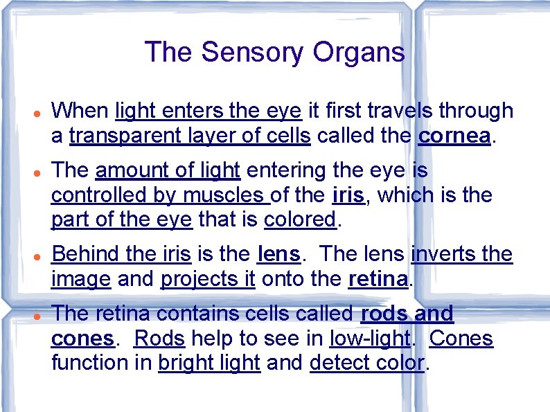 The Sensory Organs When light enters the eye it first travels through a transparent