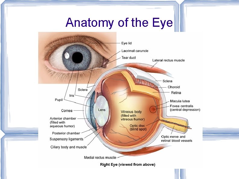 Anatomy of the Eye 