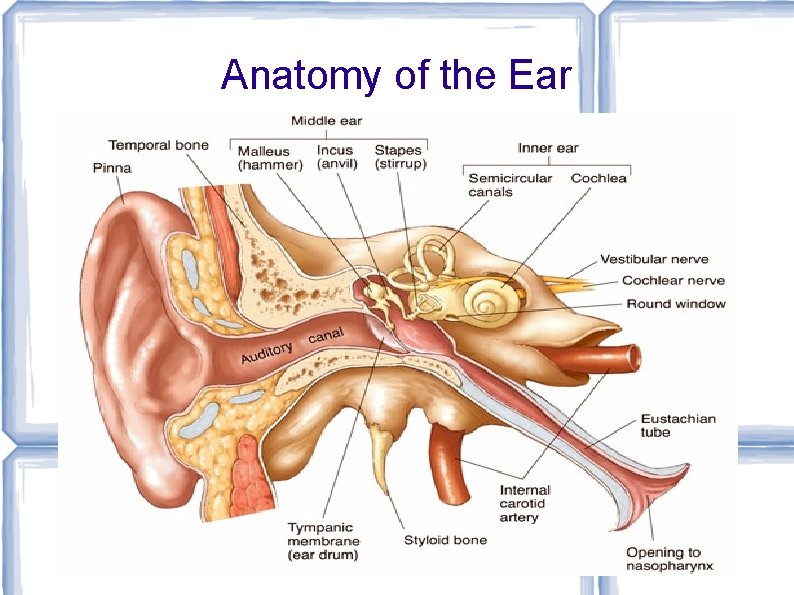 Anatomy of the Ear 