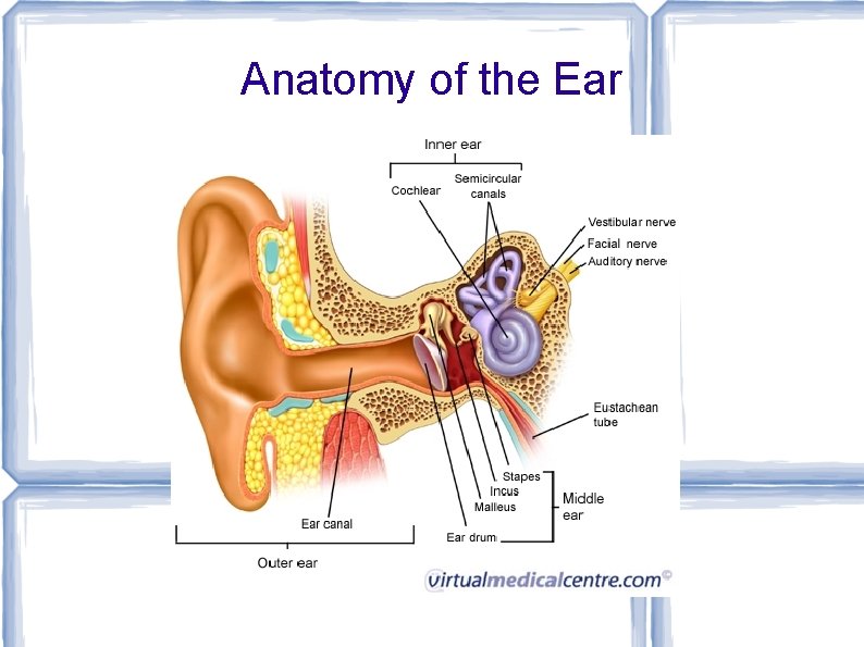 Anatomy of the Ear 