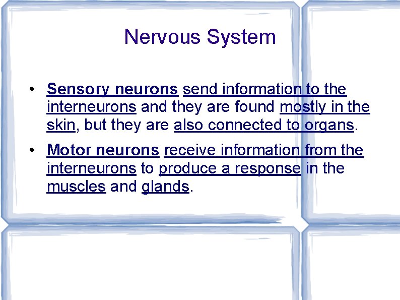Nervous System • Sensory neurons send information to the interneurons and they are found