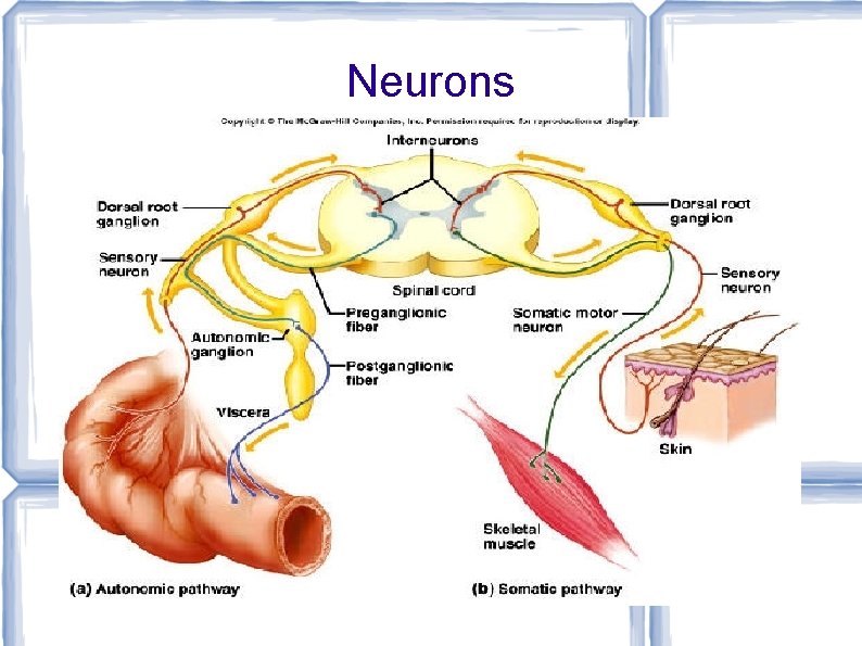 Neurons 