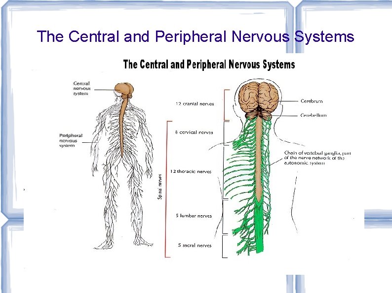 The Central and Peripheral Nervous Systems 