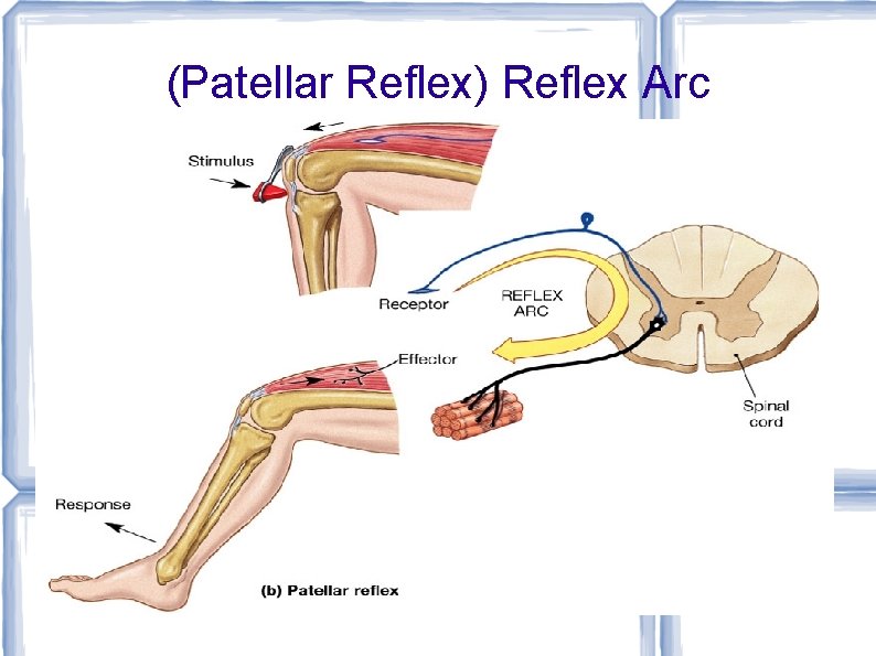 (Patellar Reflex) Reflex Arc 