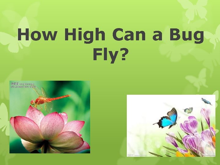 How High Can a Bug Fly? 