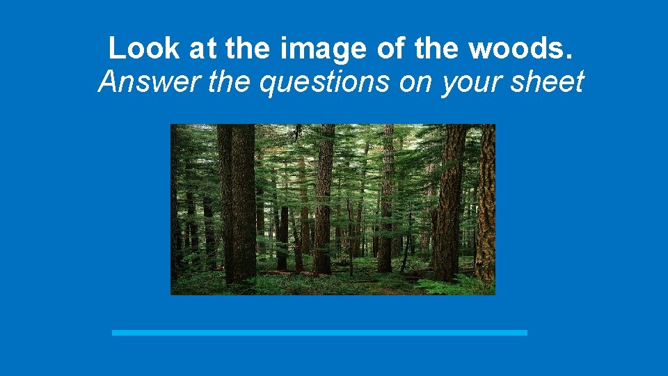 Look at the image of the woods. Answer the questions on your sheet 