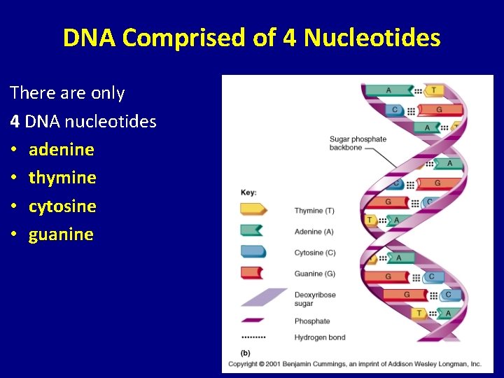 DNA Comprised of 4 Nucleotides There are only 4 DNA nucleotides • adenine •