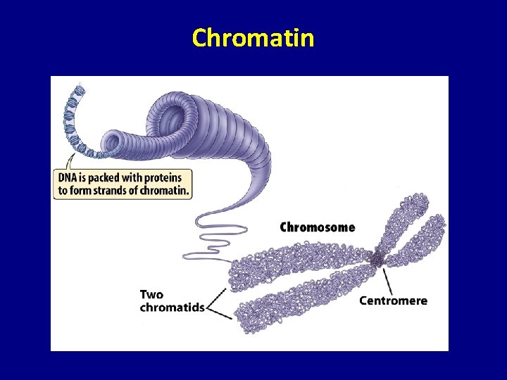 Chromatin 