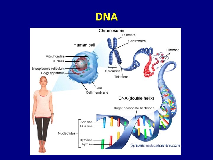 DNA 