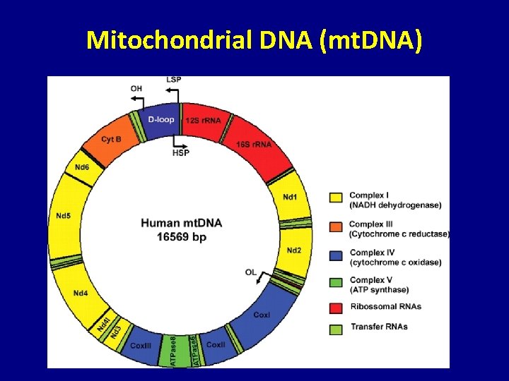 Mitochondrial DNA (mt. DNA) 