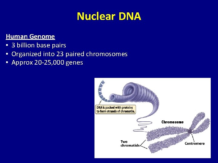 Nuclear DNA Human Genome • 3 billion base pairs • Organized into 23 paired
