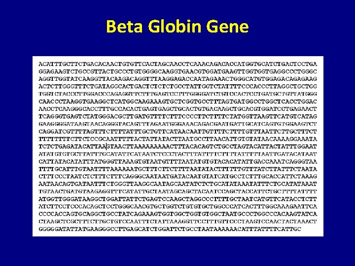 Beta Globin Gene 