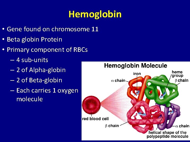 Hemoglobin • Gene found on chromosome 11 • Beta globin Protein • Primary component