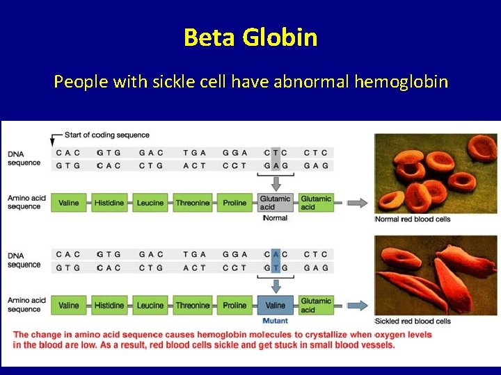 Beta Globin People with sickle cell have abnormal hemoglobin 