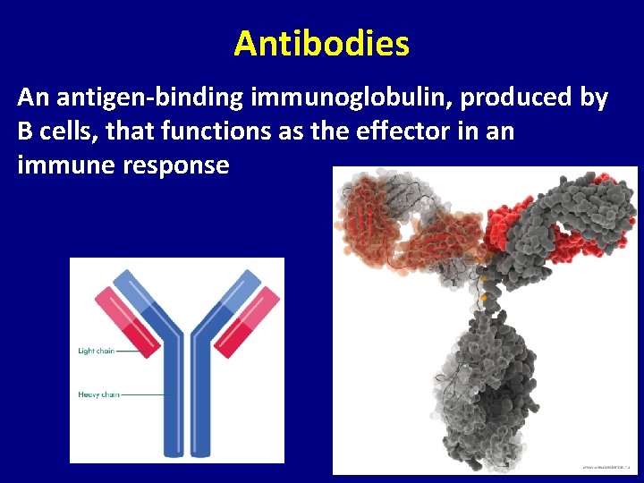 Antibodies An antigen-binding immunoglobulin, produced by B cells, that functions as the effector in