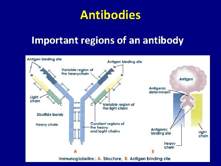 Antibodies Important regions of an antibody 