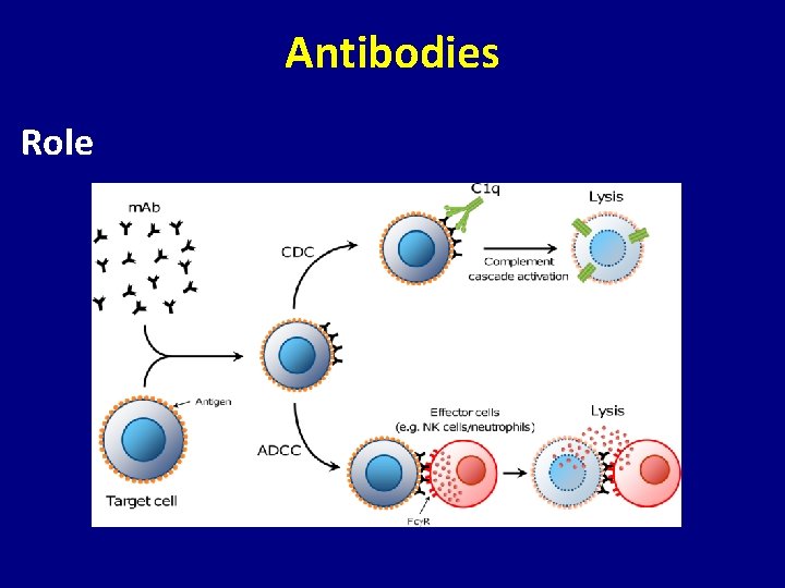 Antibodies Role 