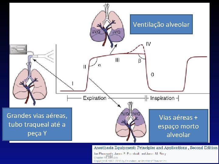 Ventilação alveolar Grandes vias aéreas, tubo traqueal até a peça Y Vias aéreas +