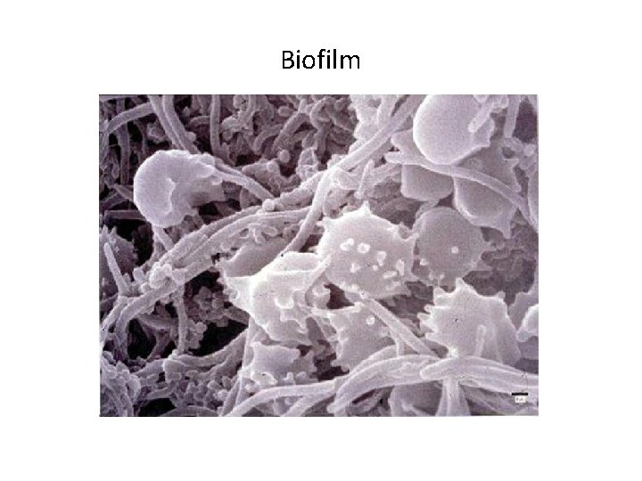 Biofilm 