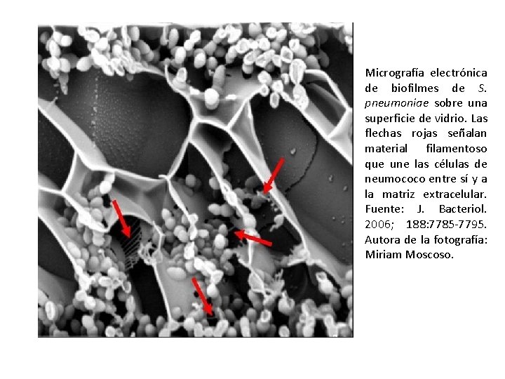 Micrografía electrónica de biofilmes de S. pneumoniae sobre una superficie de vidrio. Las flechas