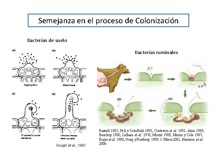 Semejanza en el proceso de Colonización Bacterias de suelo Bacterias ruminales Gough et al.