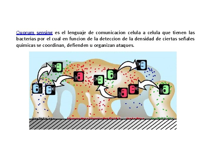 Quorum sensing es el lenguaje de comunicacion celula a celula que tienen las bacterias