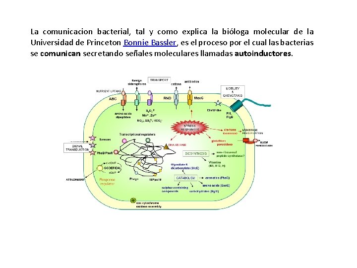 La comunicacion bacterial, tal y como explica la bióloga molecular de la Universidad de