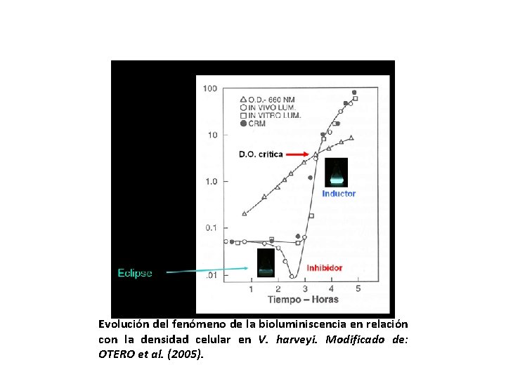 Evolución del fenómeno de la bioluminiscencia en relación con la densidad celular en V.