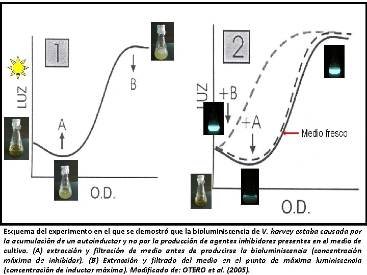 Esquema del experimento en el que se demostró que la bioluminiscencia de V. harvey