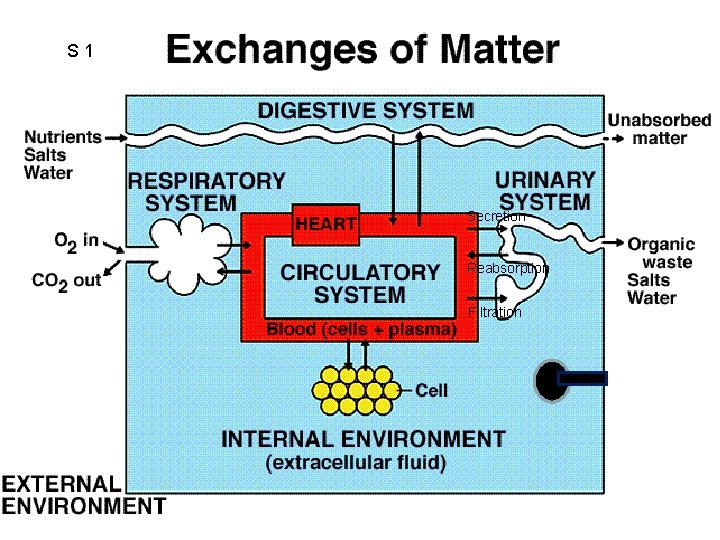 S 1 S Secretion Reabsorption Filtration 