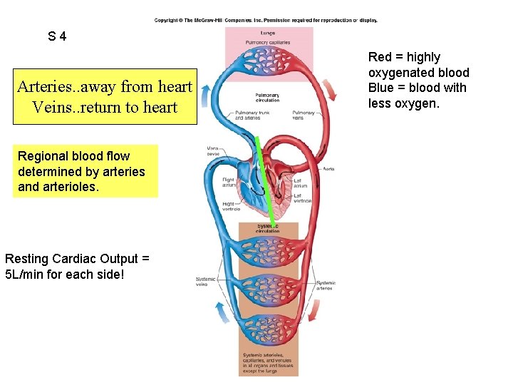 S 4 Fig. 12. 02 Arteries. . away from heart Veins. . return to