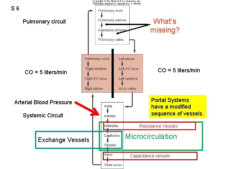 S 6 Pulmonary circuit CO = 5 liters/min Arterial Blood Pressure Systemic Circuit What’s